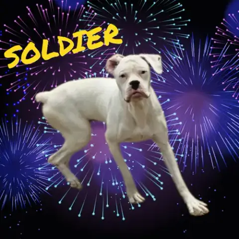 Soldier