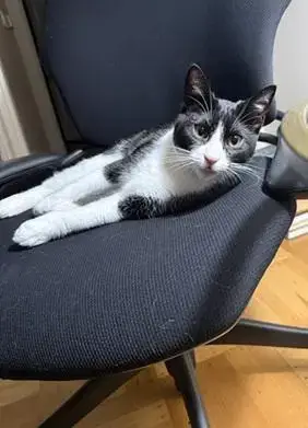 Sesame