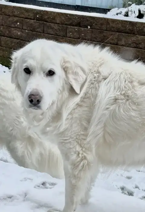 Lumi Bonded With Balou photo 3