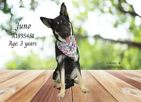 Juno