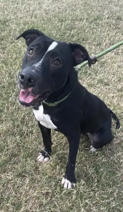 Oliver- Best Pal photo 2