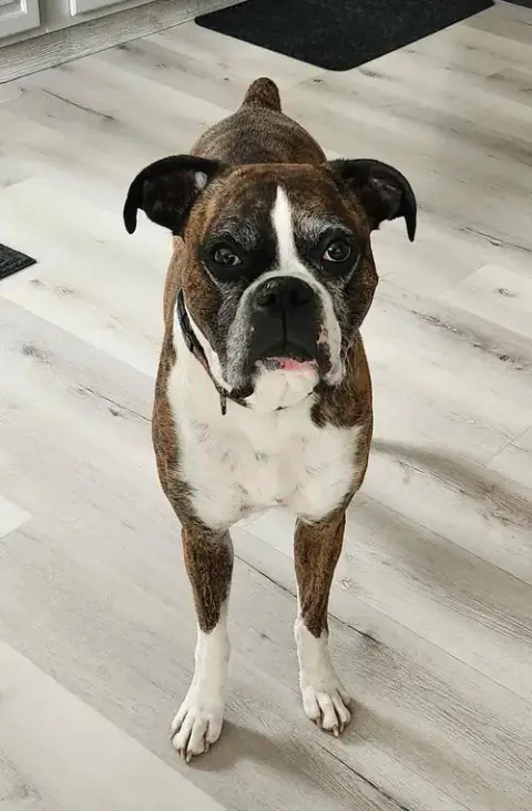 Rocko