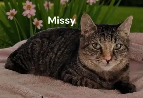 Missy photo 3