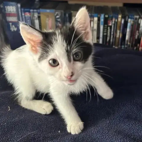 Lefty