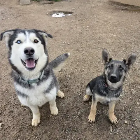 Koda photo 5