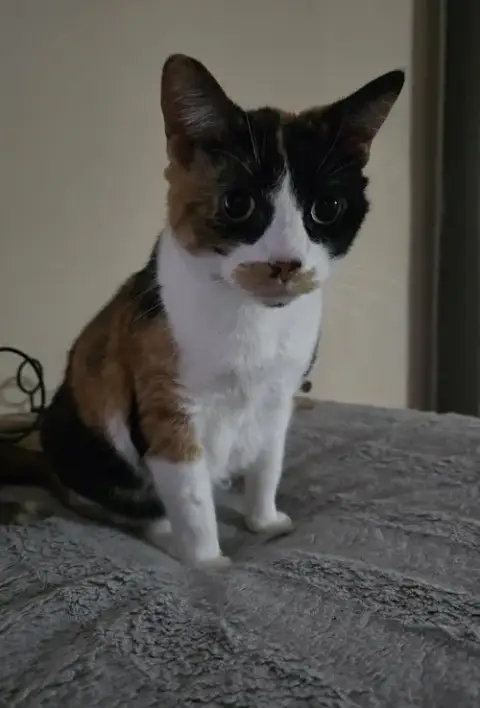 Trixie photo 3