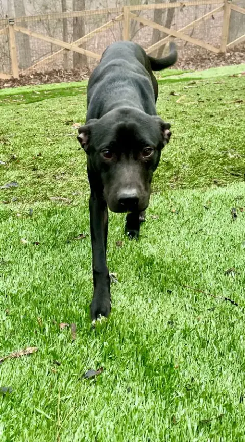 Mowgli photo 3
