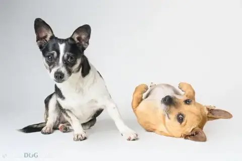 Bonded Pair photo 2