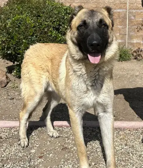 Cosmo