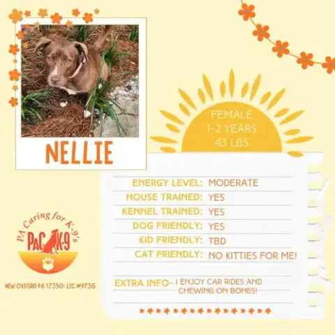 Nellie