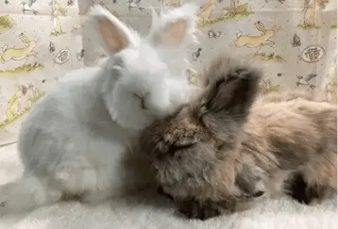 Apollo And Snowball