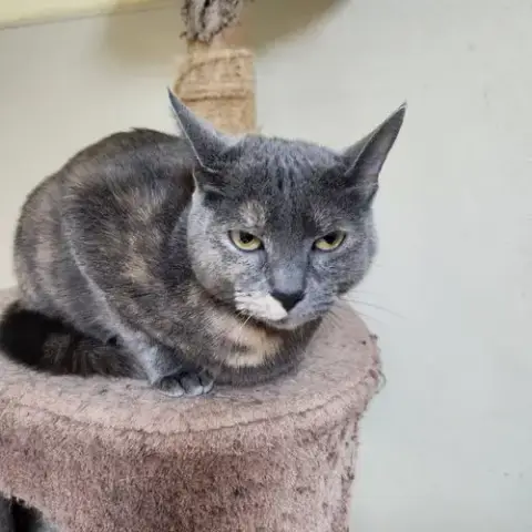 Julie