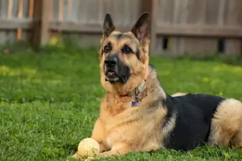 Schnapps photo 3