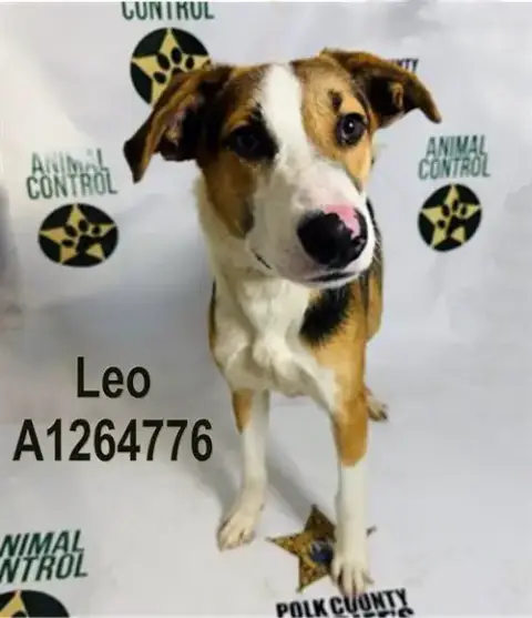 Leo