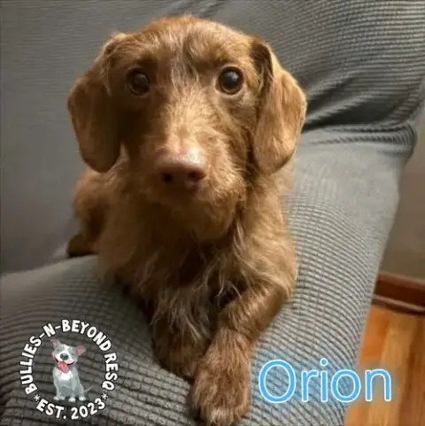 Orion