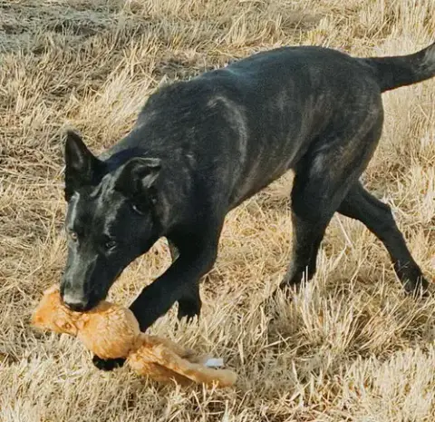 Cotton River Pups In Nm photo 3