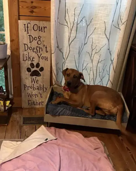 Penny photo 3