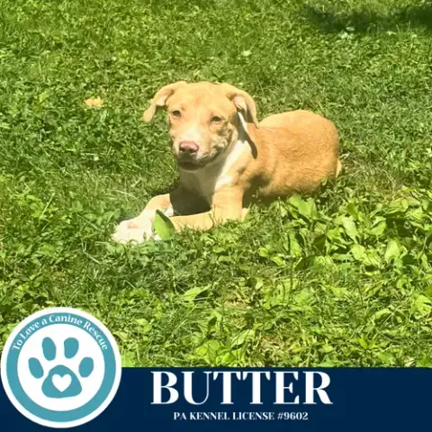 Butter photo 3