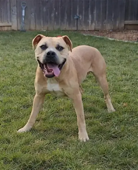 *Pupperoni