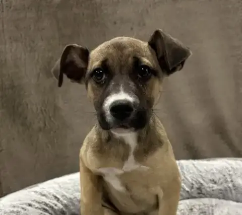 Strudel photo 2