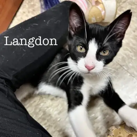 Langdon photo 3
