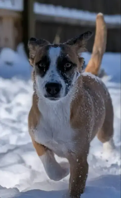 Jingle *Adopt Or Foster* photo 3