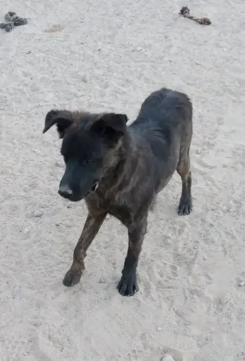 Taz