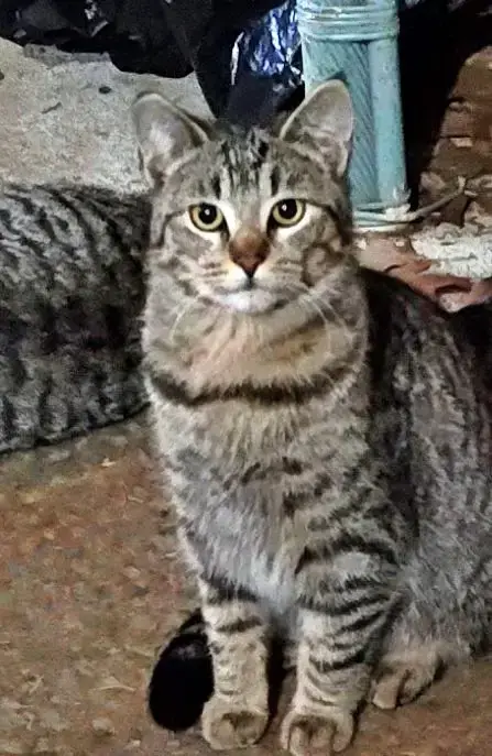 Outside Teen Kittens photo 3