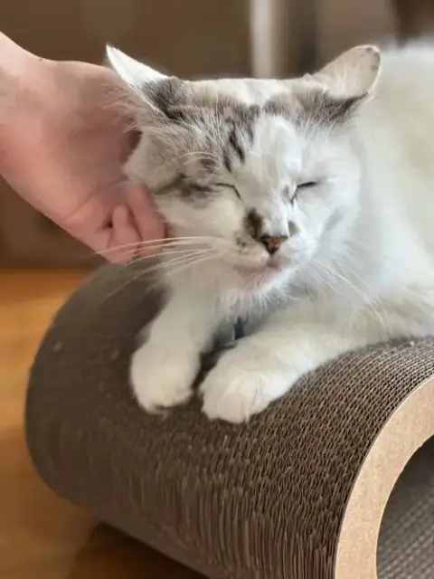 Marshmallow Ragdoll photo 2