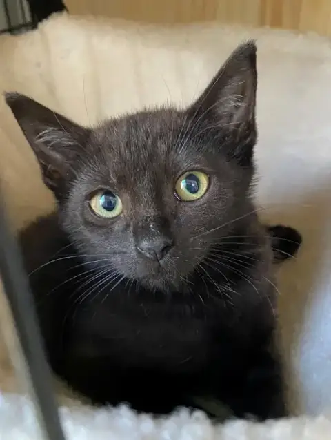 Bellatrix Baby