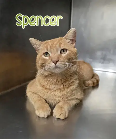 Spencer