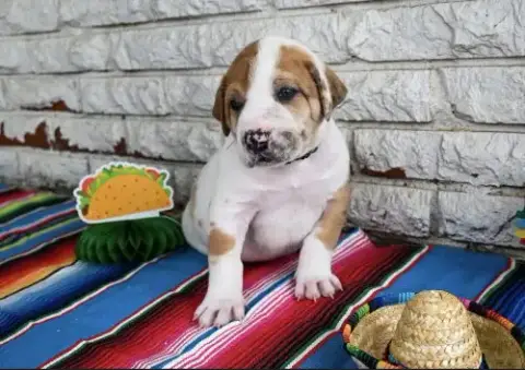Burrito