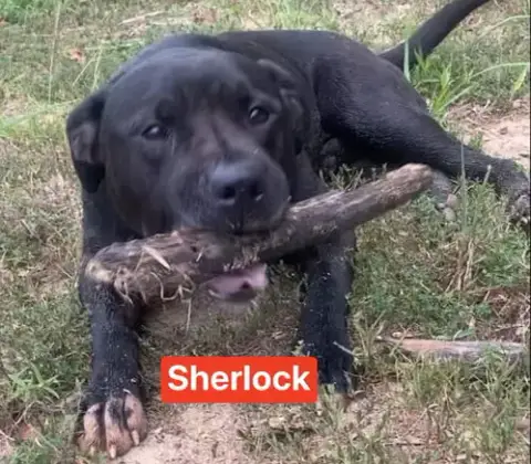 Sherlock photo 5