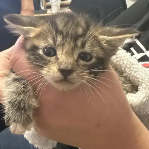 Chico
