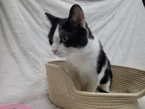 Bandit photo 4