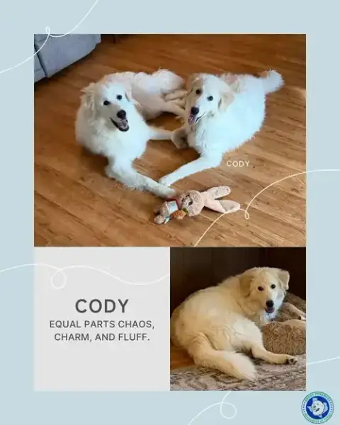 Cody
