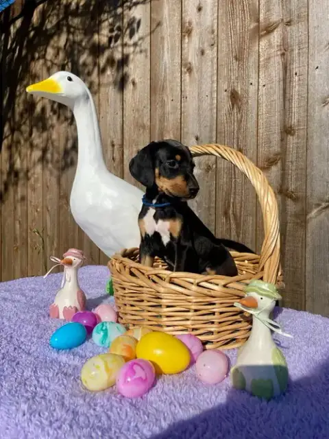 Hazel Pup Maple photo 2