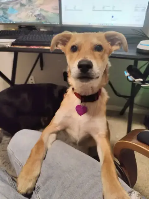 Presley #3