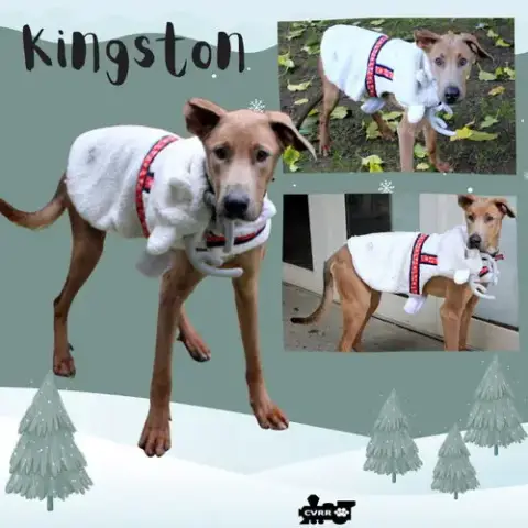 Kingston