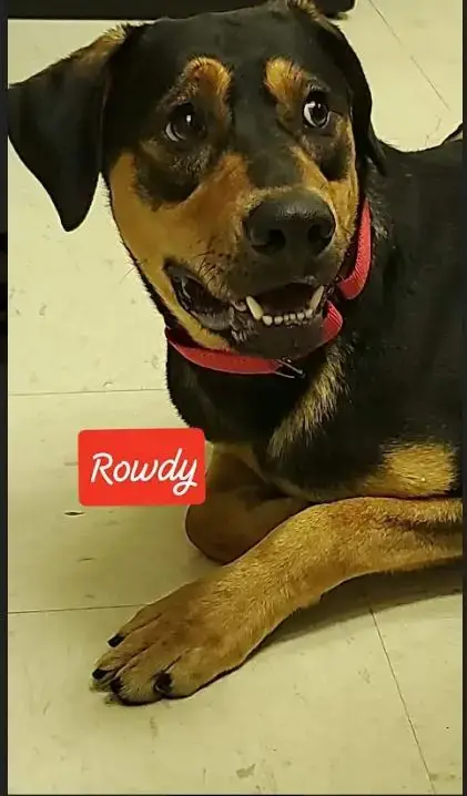 Rowdy