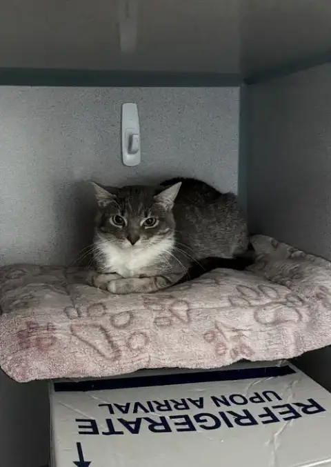 Ruby- Barn Cat