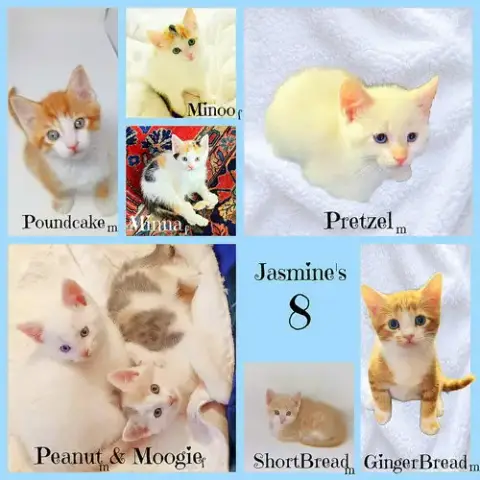 Shortbread *Kitten*