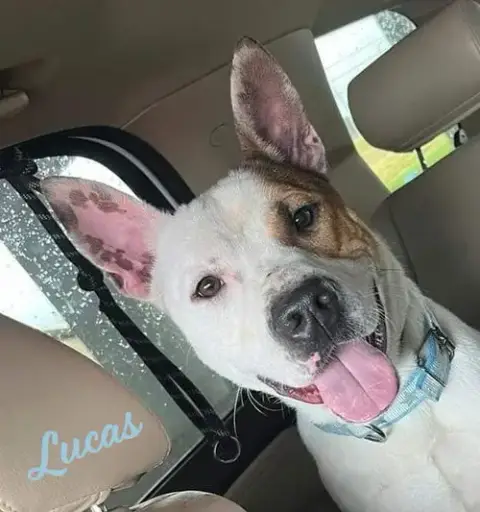 Lucas #Ready-To-Snuggle