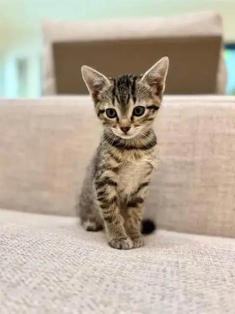 Salem