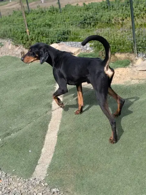 Buddy photo 4
