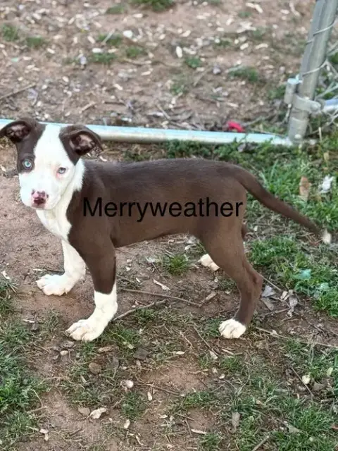 Merryweather