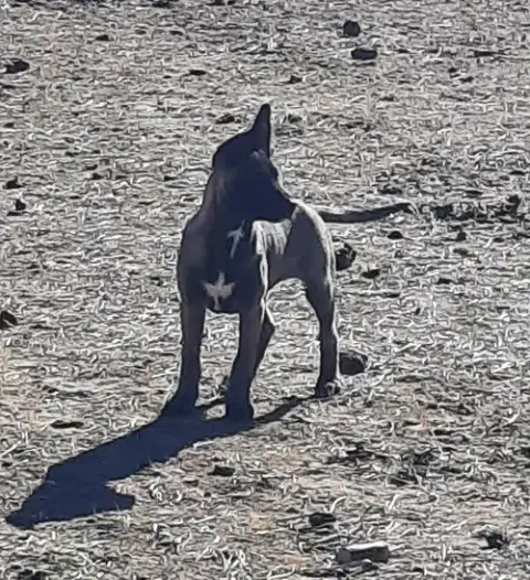 Animaniacs Litter Mindi Located In El Paso photo 4