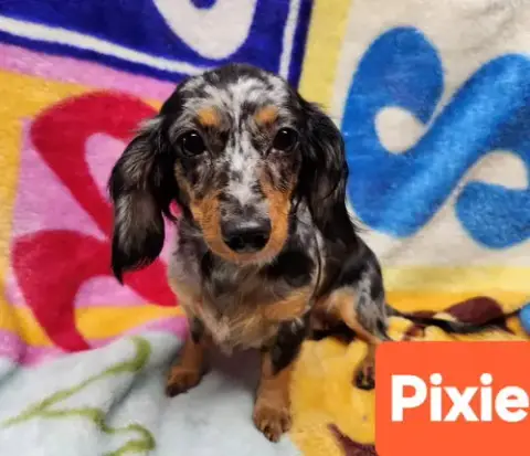 Pixie