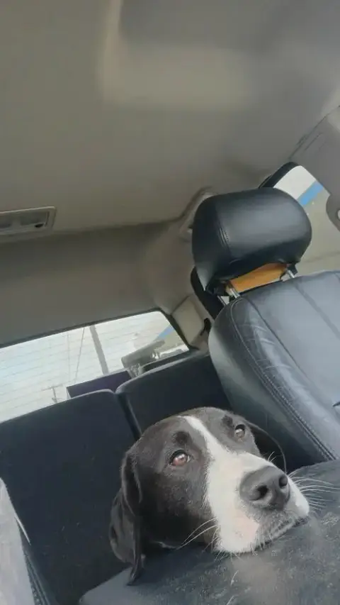 Bo photo 4