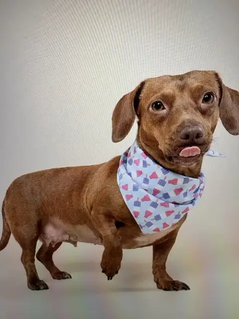 Lili photo 2